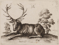 KG 00992
<br/>
Hert
<br/>
<em>Hollar, Wenzel (1607-1677)</em>